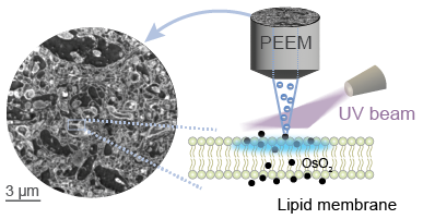 Research Highlight 3